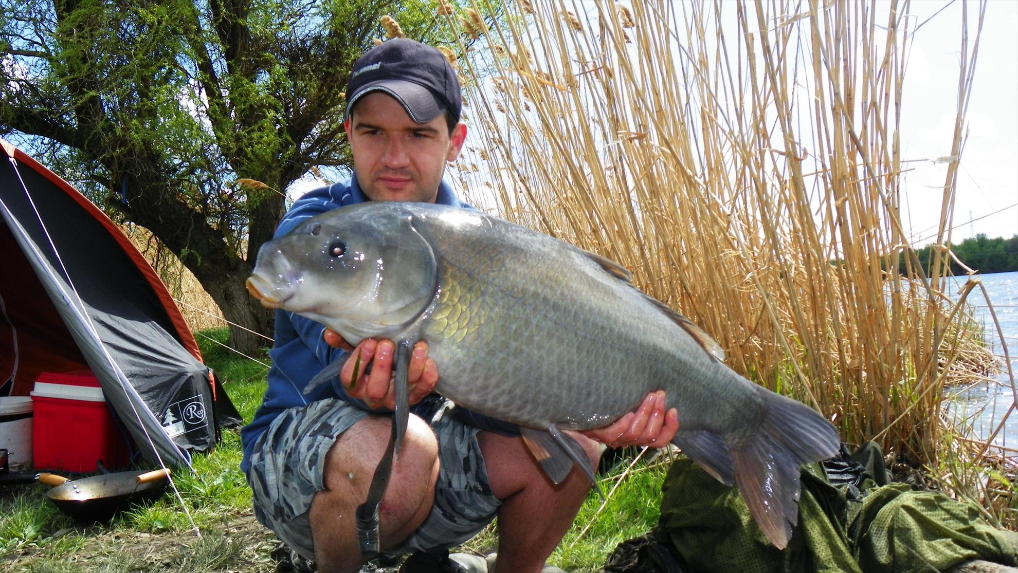 Buffalo Carp - Tancabesti - 1000782.JPG